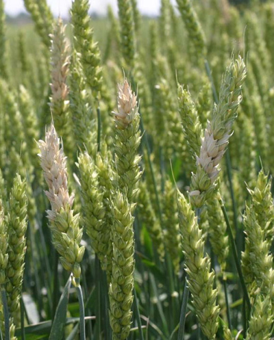 Figure 2. The bleached spikelets present on a portion of the wheat head is diagnostic of Fusarium head blight