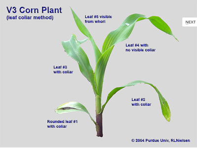 Young corn plant staged as V3 according to the collar method
