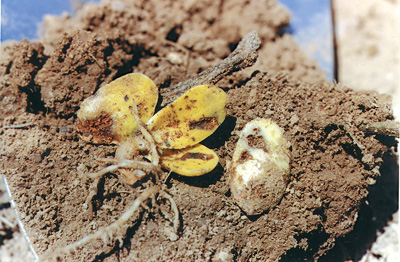Seedcorn maggot damaged cotyledons