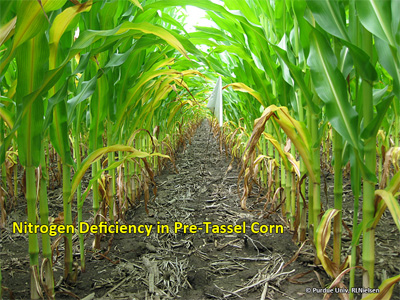 Nitrogen deficiency in pre-tassel corn