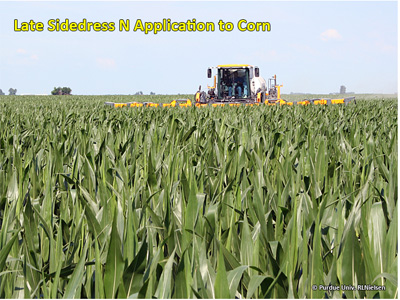 Late sideress N application to corn