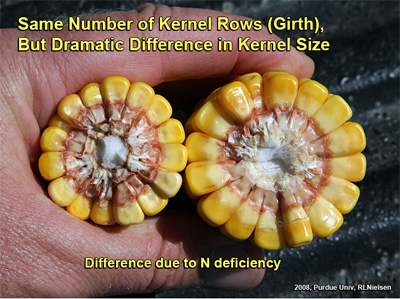 Same number of kernel rows (Girth), but dramatic difference in kernel size