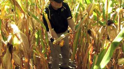 Bob Nielsen inspecting nitrogen deficient corn plot