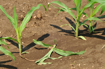 Downed corn by black cutworm tunneling