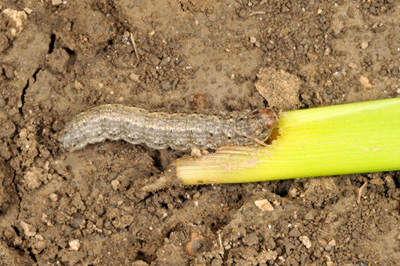 Feasting black cutworm soon to be pupating