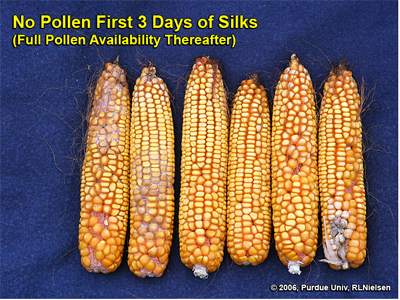 Kernel set on ears where pollination was prevented for 3 days after first silk emergence, then allowed to proceed without interference
