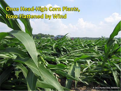 Once heat-high corn plants, now flattened by wind