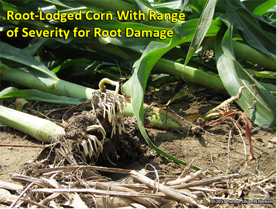 Root-lodged corn with range of severity for root damage