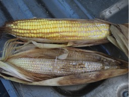 Figure 4. Ears with white mold at the base of the cob, which is indicative of Diplodia ear rot