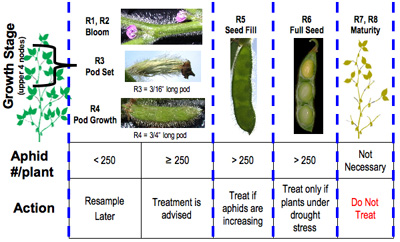 Soybean aphid threshold treatment guide