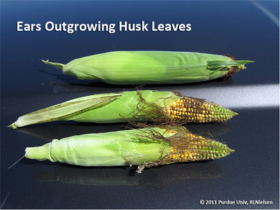 Ears outgrowing husk leaves