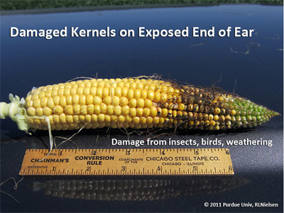 Damaged kernels on exposed end of ear