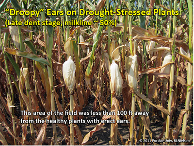 Droopy ears on drought-stressed plants