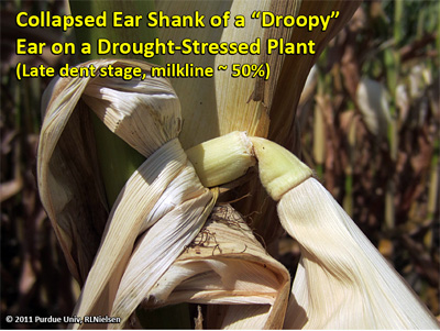 Collapsed ear shank of a droopy ear on a drought-stressed plant