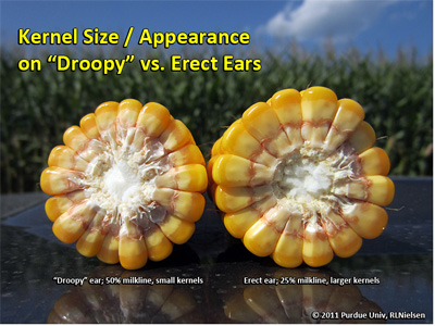Kernel size/appearance on droopy vs. erect ears