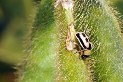Close-up of bean leaf beetle feeding on pod