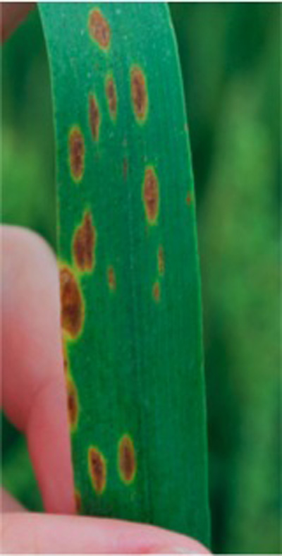 Figur 1. Symptoms of Septoria/Stagonospora leaf blotch on wheat