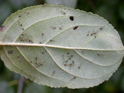 Soybean aphids on buckthorn leaf
