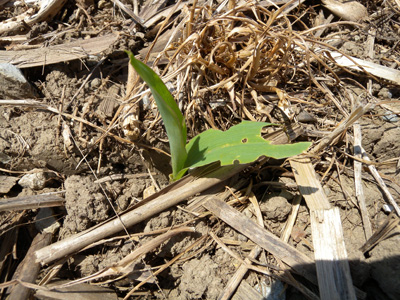 Armyworm feeding on 1-leaf corn (Photo by Dan Childs)