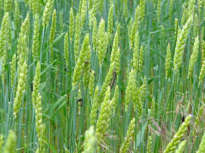 Armyworm feeding on wheat heads