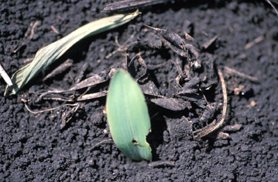 Cut plant pulled under soil surface by black cutworm