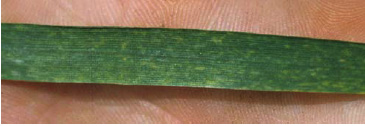 Figure 1. Mosaic like symptoms spread over the entire leaf surface (Photo credit: Tom Isakeit)