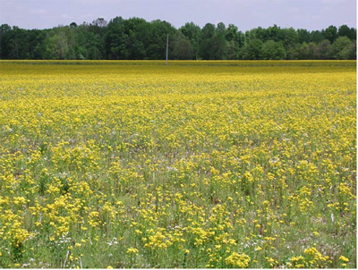 Figure 1. Yellow fields in Indiana with cressleaf groundsel