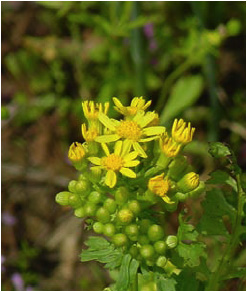 Figure 2 Flowering cressleaf groundsel