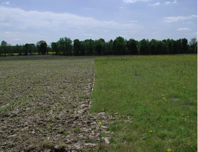 Figure 4. Conventional tillage practiced i the field on the left.