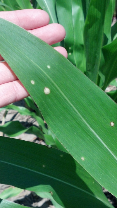 Figure 1. Yellow and white lesions with a water-soaked halo are indicative of holcus leaf spot in corn.
