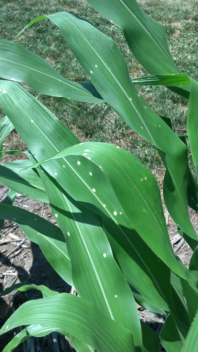 Figure 2. Holcus leaf spot observed on centers and tips of leaves.