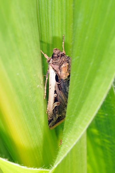 WBC moth resting in corn whorl