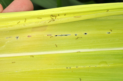 Numerous WBC larvae, with leaf feeding, exposed after unrolling whorl