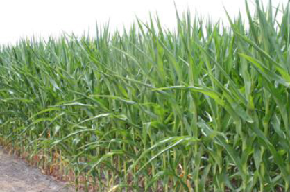 Drought stress on corn just beginning to tassel may result in little grain production because of barren plants. In some cases plant nitrate may be high, requiring a forage analysis to effetively utilize the corn plant as a feedstuff.