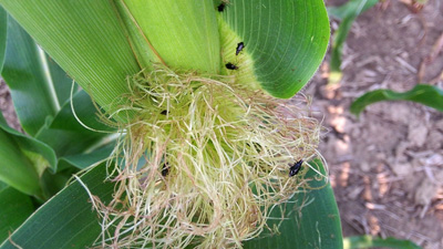 Redheaded flea beetles on corn silk