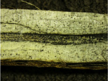 Figure 1. Black fungal sgtructures called microsclerotia can be found in stem tissue infected by the fungus that causes charcoal rot.