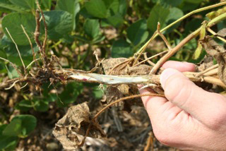 Figure 2. Gray discoloration of stems is symptomatic of charcoal rot.