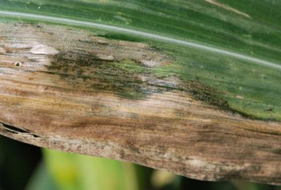 Figure 1. Black freckling associated with lesions of Goss's wilt of corn.