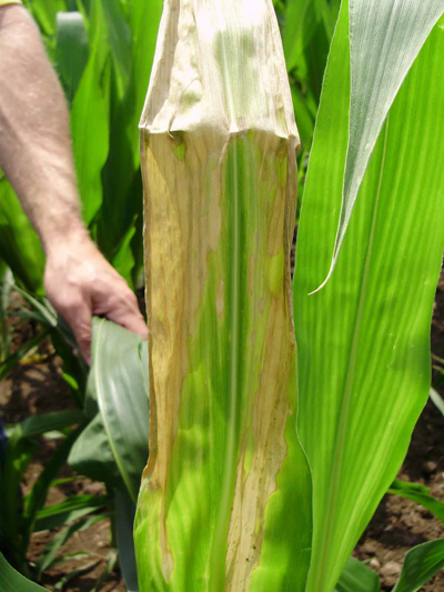 Figure 3. Drought-stressed plants can have large scorched areas of leaves, which can be confused with symptoms of Goss's wilt.