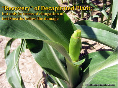 Recovery of decapitated plant; but only in terms of elongation of leaf sheaths below the damage