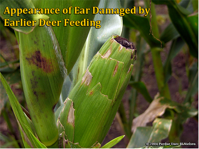Appearance of ear damaged by earlier deer feeding