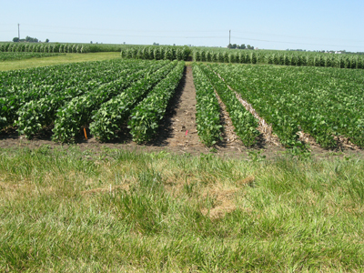 Figure 1. No-till soybeans (on right) are much shorter than conventionally tilled soybean (on left) for a corn-soybean rotation on June 27, 2012. Location: ACRE, West Lafayette, IN. Corn plots immediately behind these 2 soybean plots are in the identical tillage systems (©2012 Purdue Univ., T.J. Vyn)