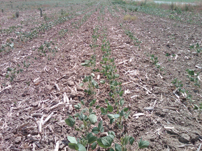 Figure 6. Dry cloddy seedbeds severely restricted soybean stand establishment in some conventional tillage fields where no substantial rain fell after planting (Columbia City on June 21, 2012) (©2012 Purdue Univ., T.J. Vyn)
