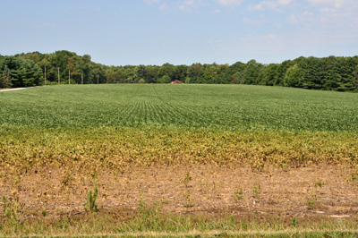 Death and bronzing of soybean plants on the field border from spider mite feeding and spread