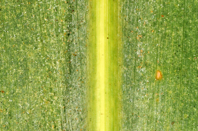 Close-up of spider mites and their stippling damage to corn leaf