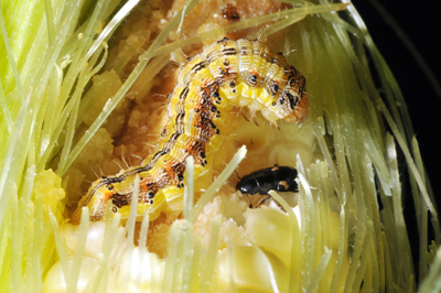 Picnic beetle feasting on earworm leftovers