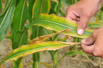 Symptom of potassium deficiency in corn