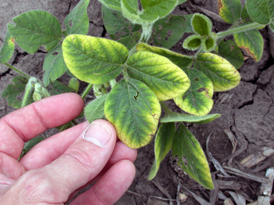Symptom of potassium deficiency in soybean