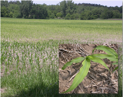 Figure 2. Areas of sulfur deficiency (pale green) and sufficiency (dark green) in an Indiana corn field caused by variations in soil properties. Young corn that is sulfur deficient may show striping as well as an overall yellow color. (Photos courtesy of Jeff Nagel)