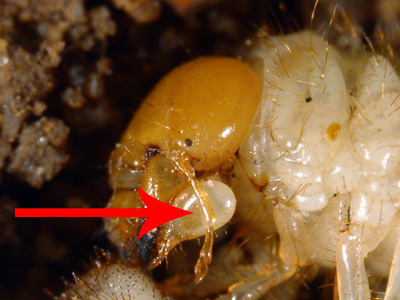 A key characteristic of the Asiatic garden beetle grub, enlarged maxillary palps